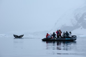 Zodiac and Humpback whale        